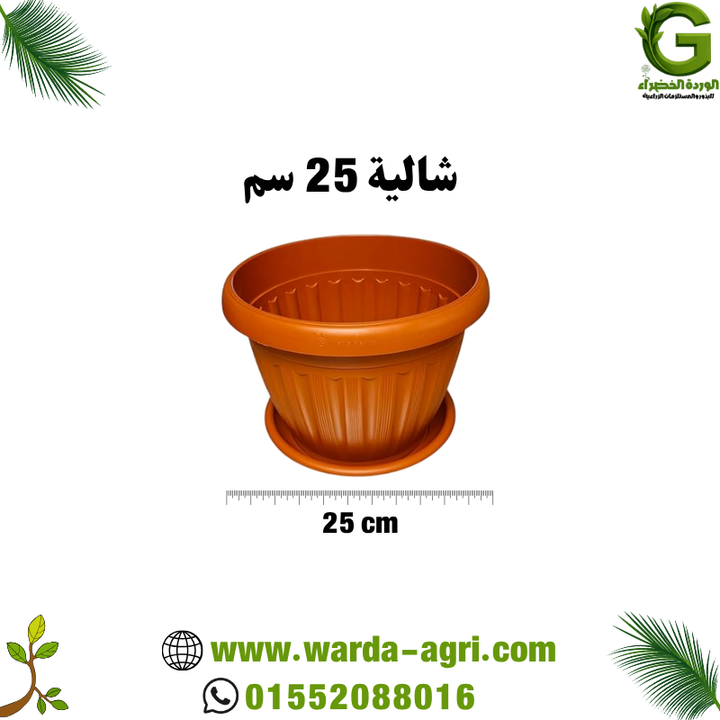 شالية طوبي 25 سم - للزراعة