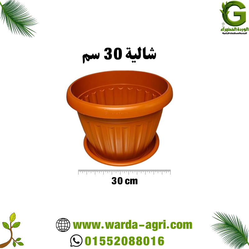 شالية طوبي 30 سم - للزراعة