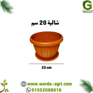 شالية طوبي 20 سم - للزراعة