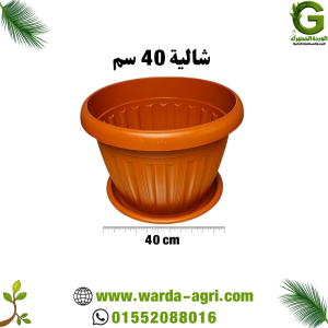 شالية طوبي 40 سم - للزراعة