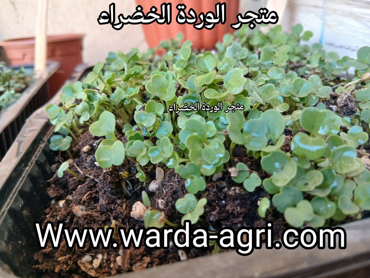 ميكروجرينز- مستنباتات